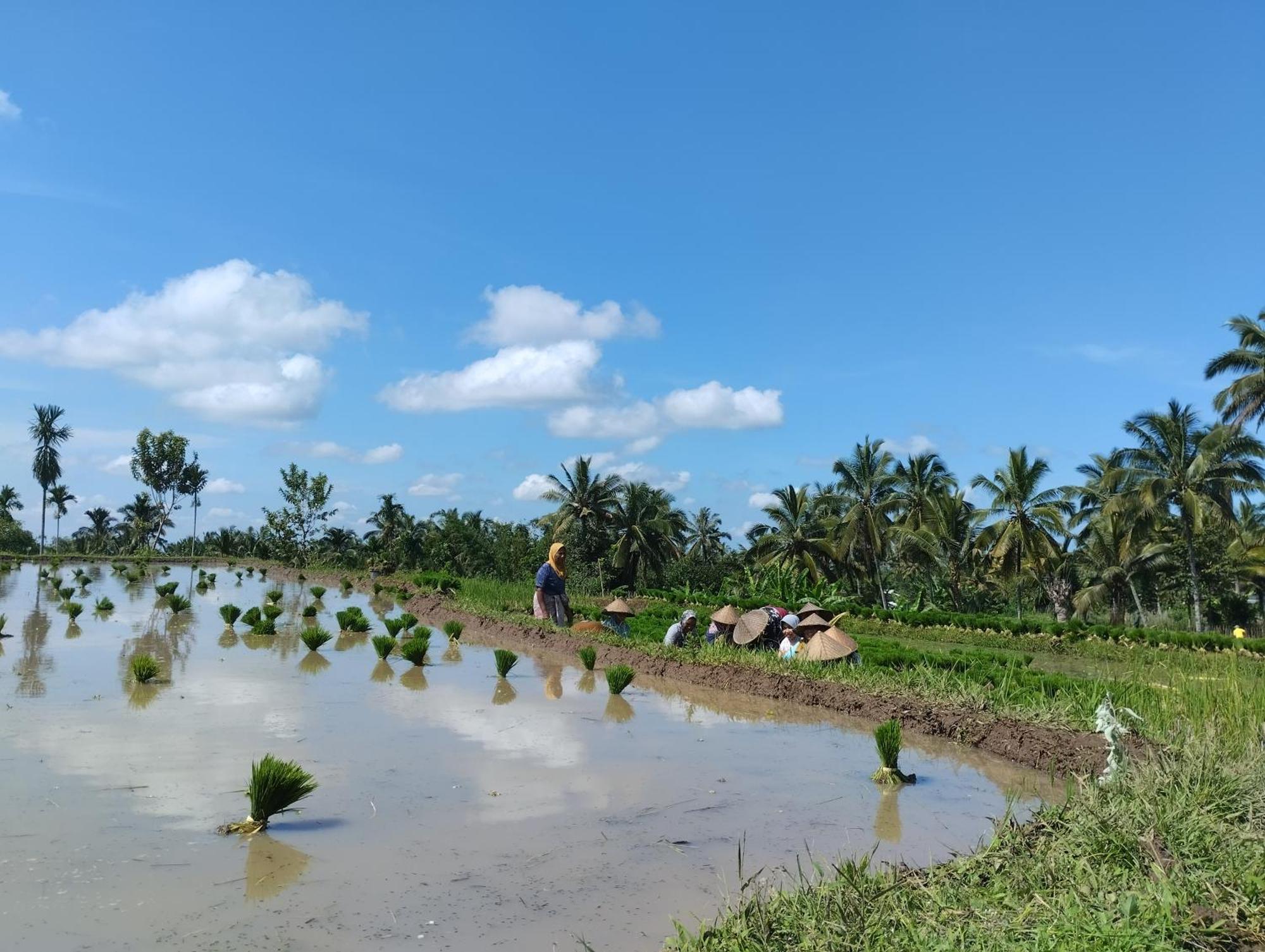 Rice Field Inn - Lombok Тетебату Екстер'єр фото