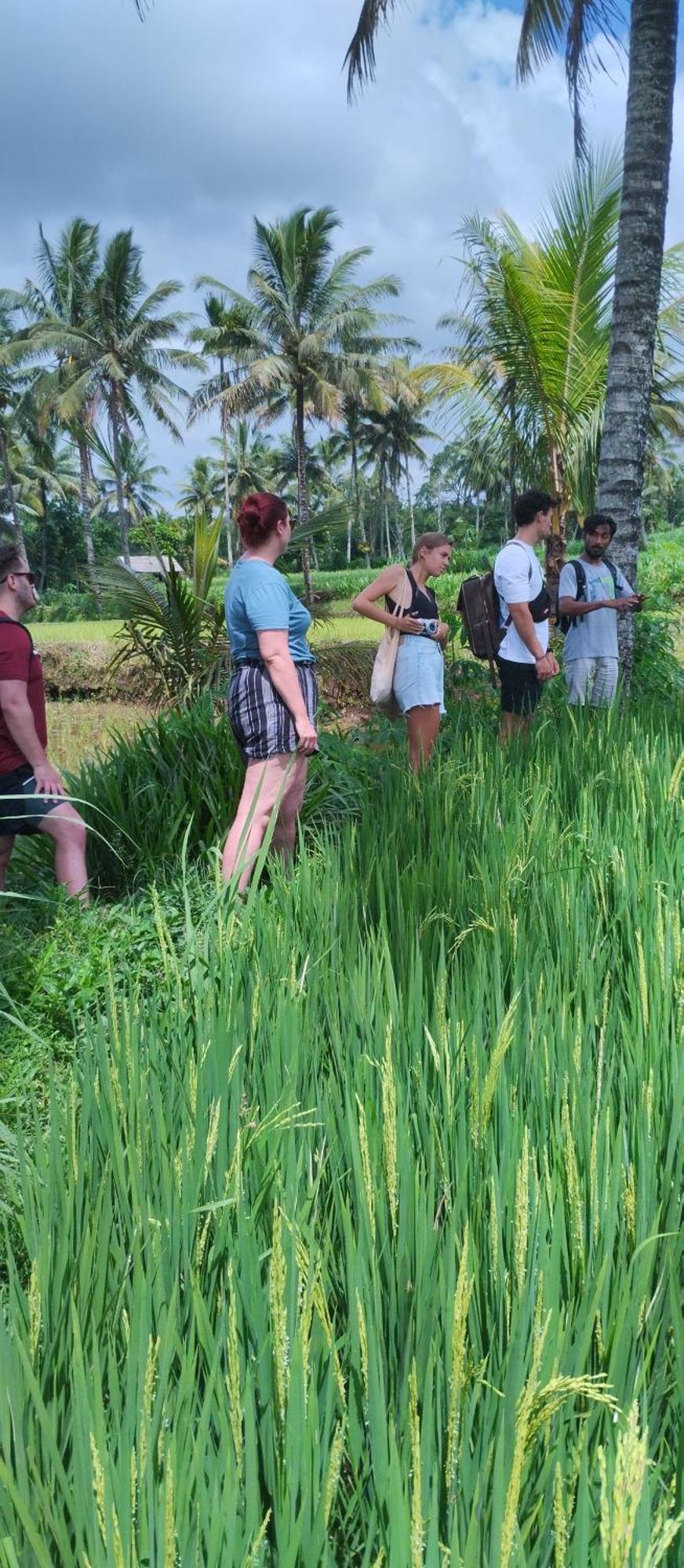 Rice Field Inn - Lombok Тетебату Екстер'єр фото
