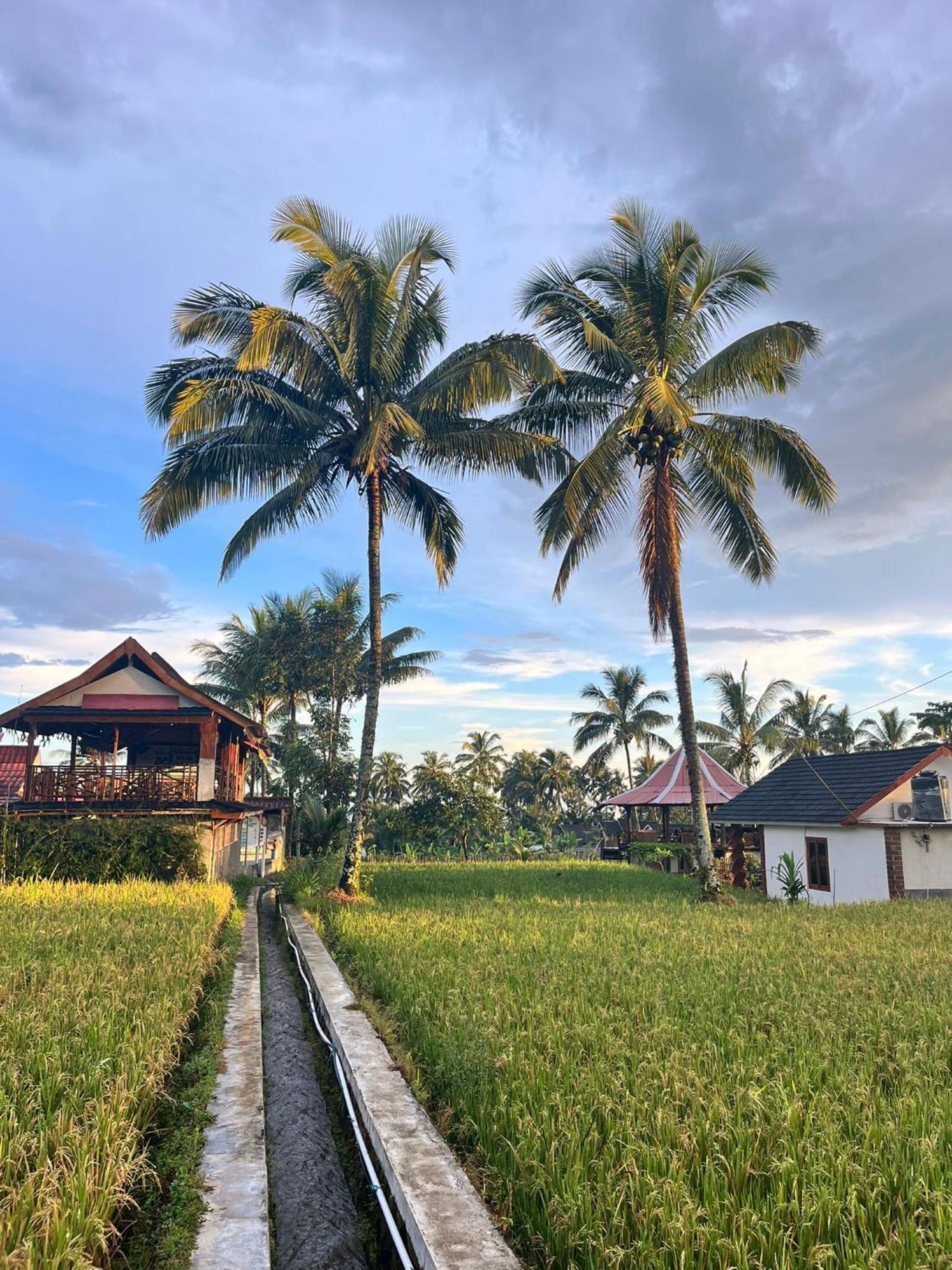 Rice Field Inn - Lombok Тетебату Екстер'єр фото
