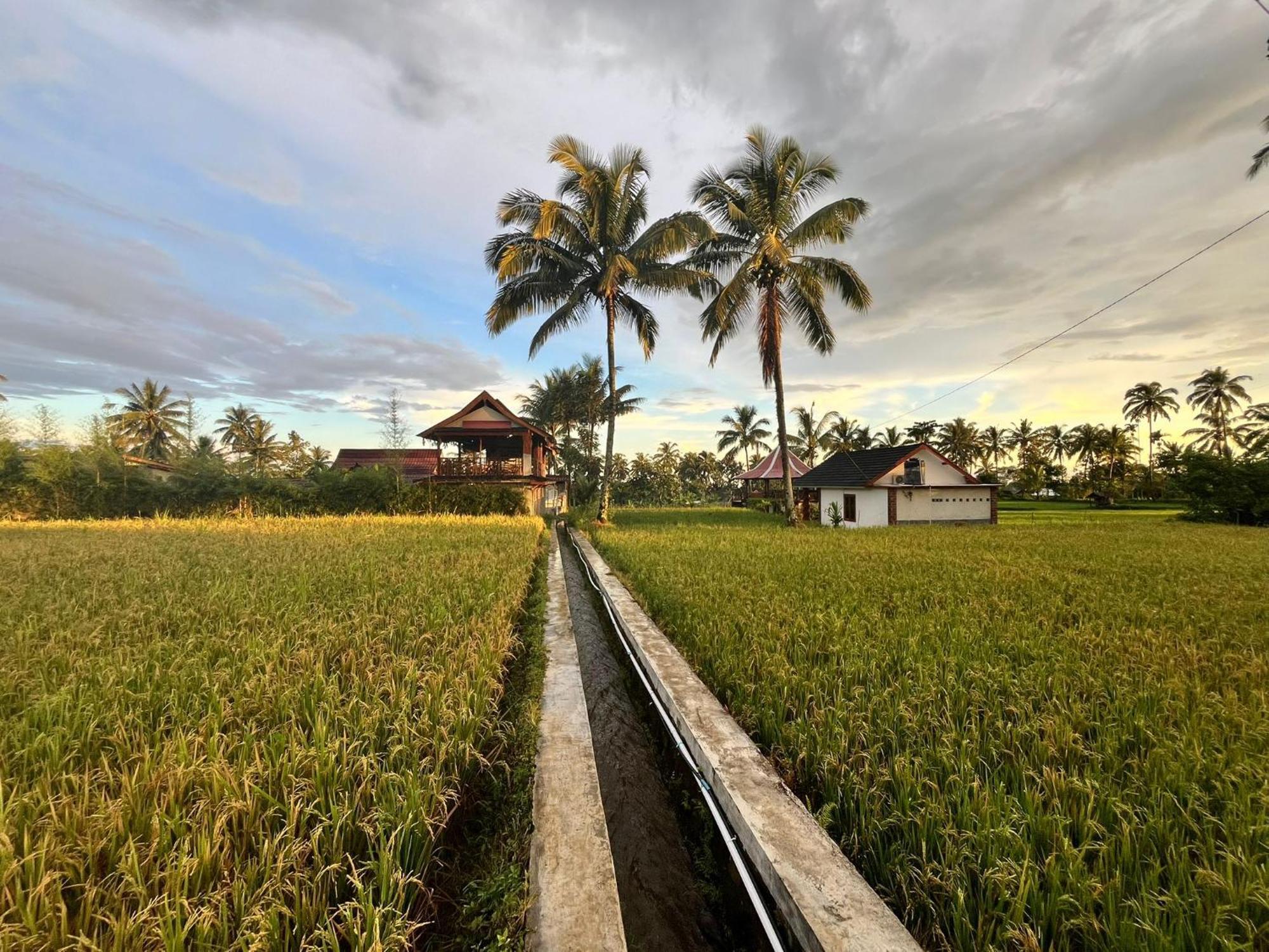 Rice Field Inn - Lombok Тетебату Екстер'єр фото
